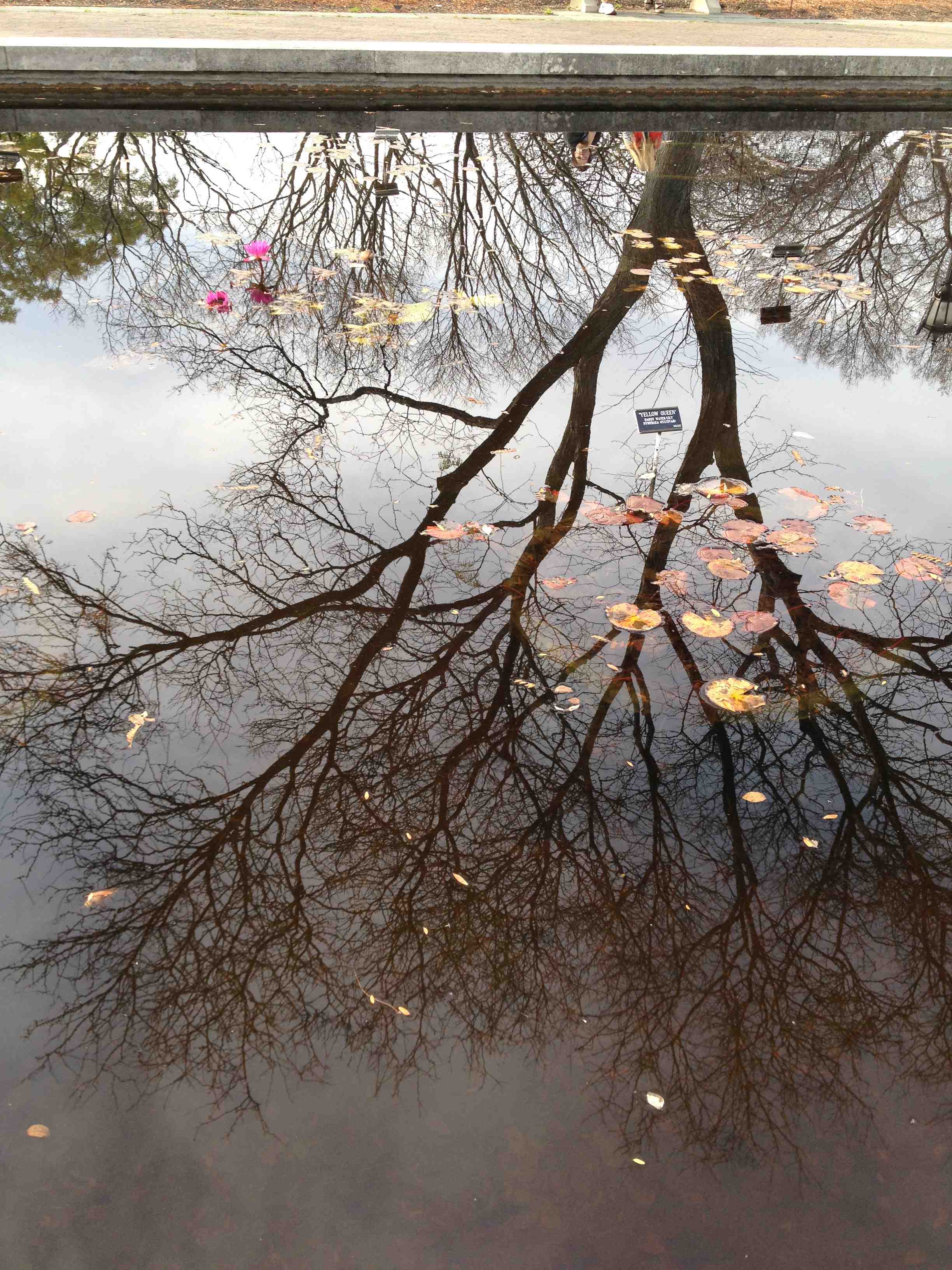 tree-reflection-BBG-lilypond.jpg